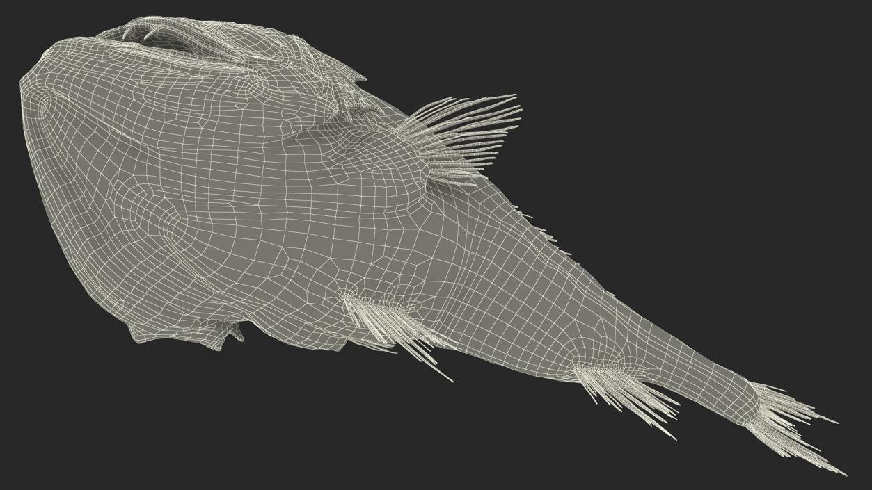 3D model Fangtooth Fish Anoplogaster Cornuta