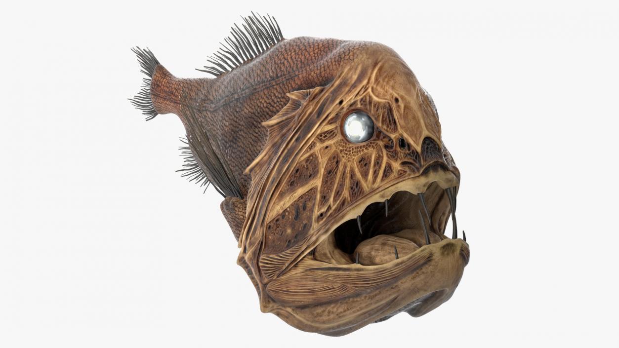 3D model Fangtooth Fish Anoplogaster Cornuta