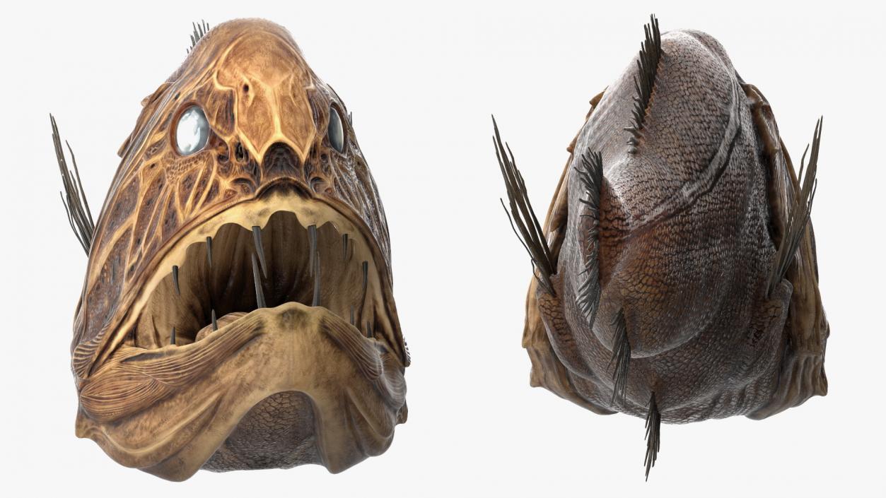 3D model Fangtooth Fish Anoplogaster Cornuta