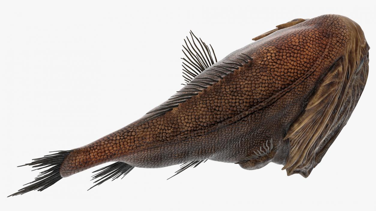 3D model Fangtooth Fish Anoplogaster Cornuta