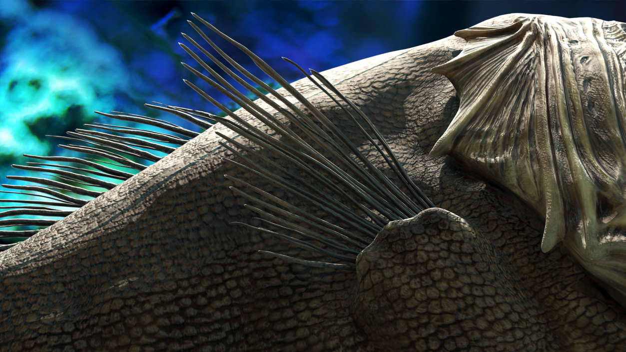 3D model Fangtooth Fish Anoplogaster Cornuta