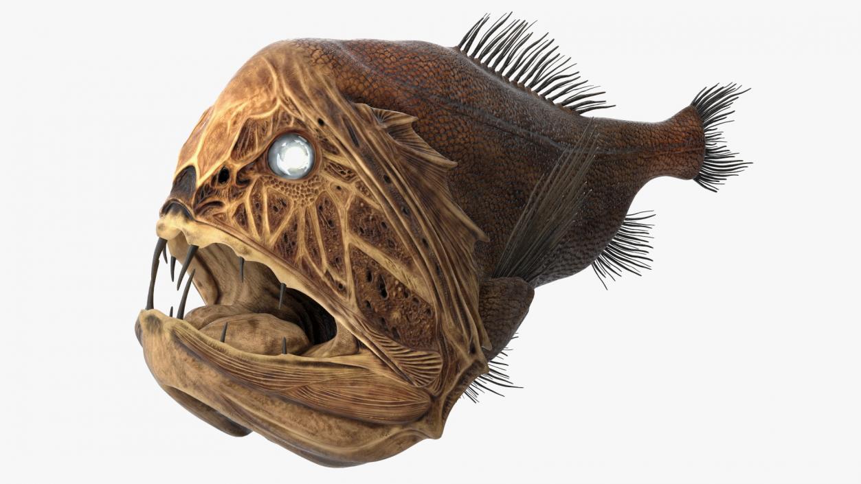 3D model Fangtooth Fish Anoplogaster Cornuta