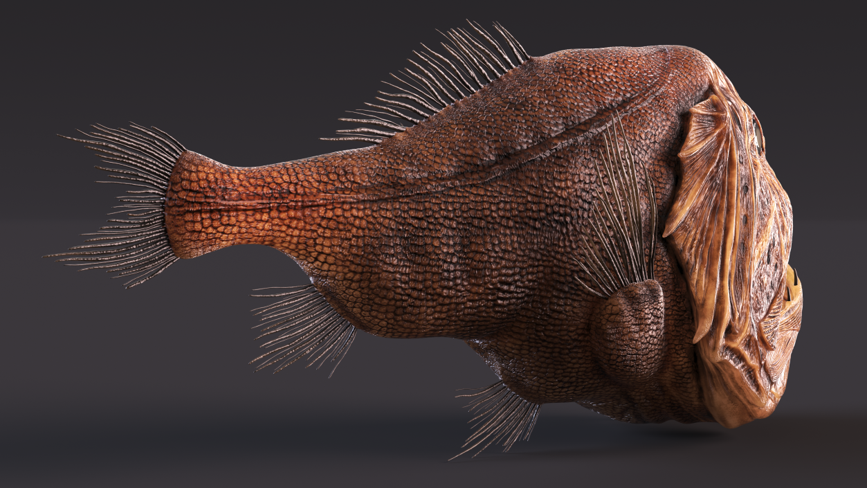 3D model Fangtooth Fish Anoplogaster Cornuta