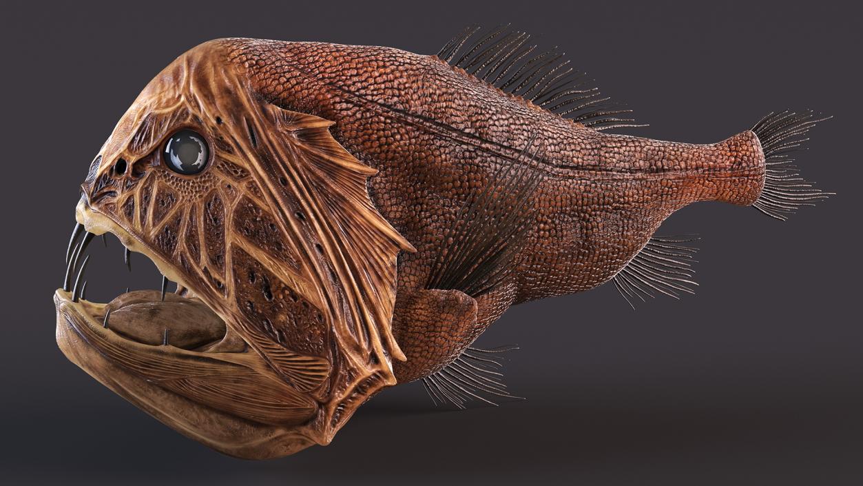 3D model Fangtooth Fish Anoplogaster Cornuta