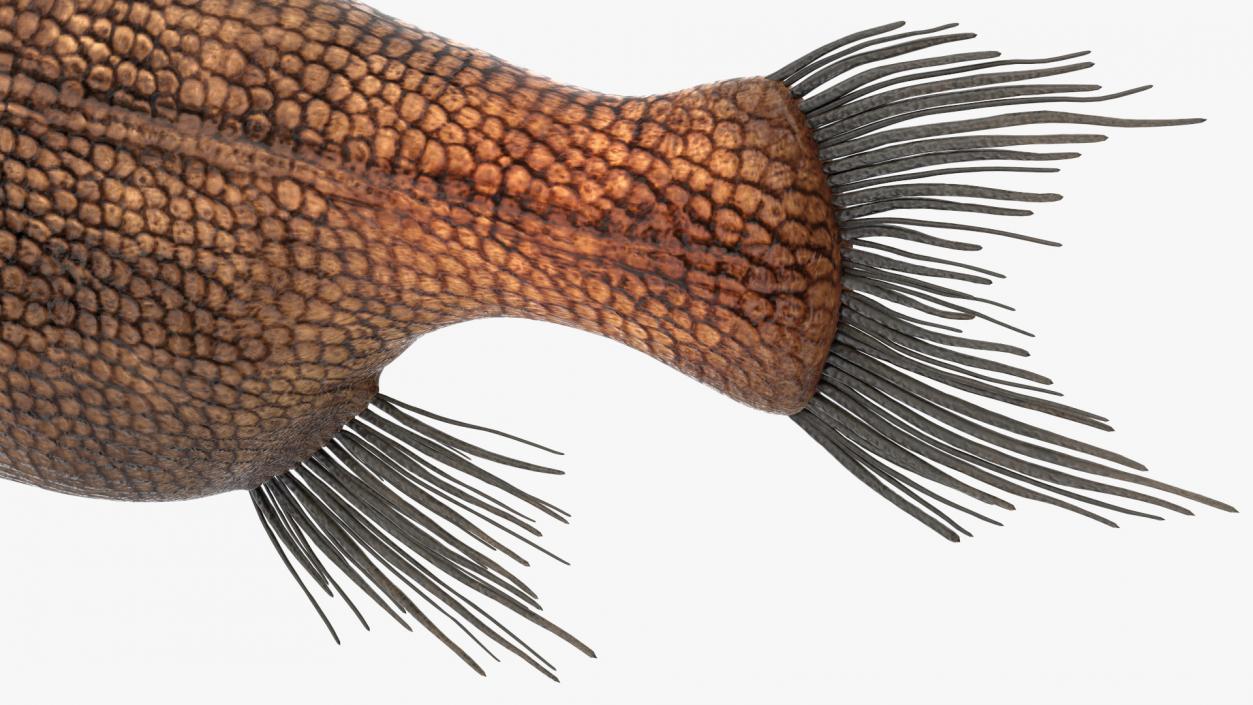 3D model Fangtooth Fish Anoplogaster Cornuta