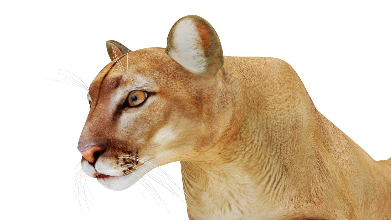 Big Cats Collection 3D model