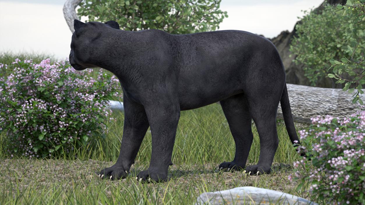 Big Cats Collection 3D model