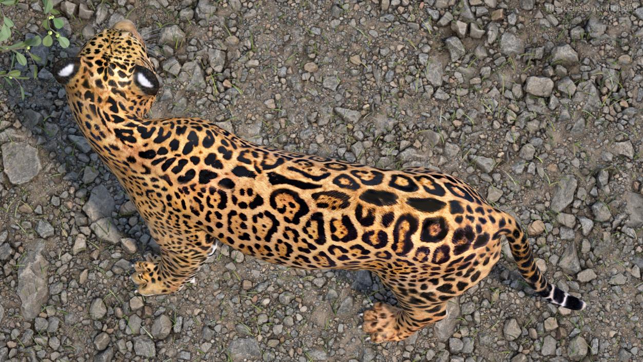 Big Cats Collection 3D model