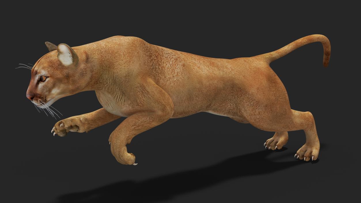 Big Cats Collection 3D model