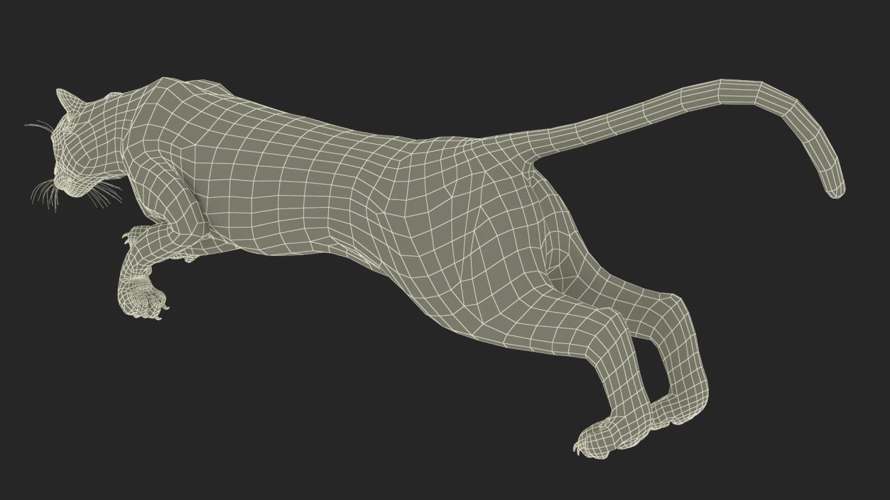 Big Cats Collection 3D model