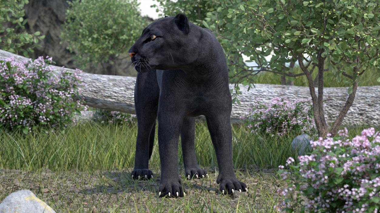 Big Cats Collection 3D model