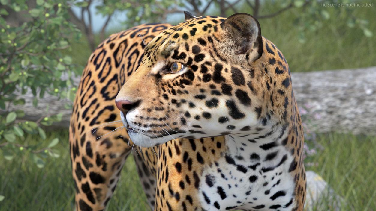 Big Cats Collection 3D model