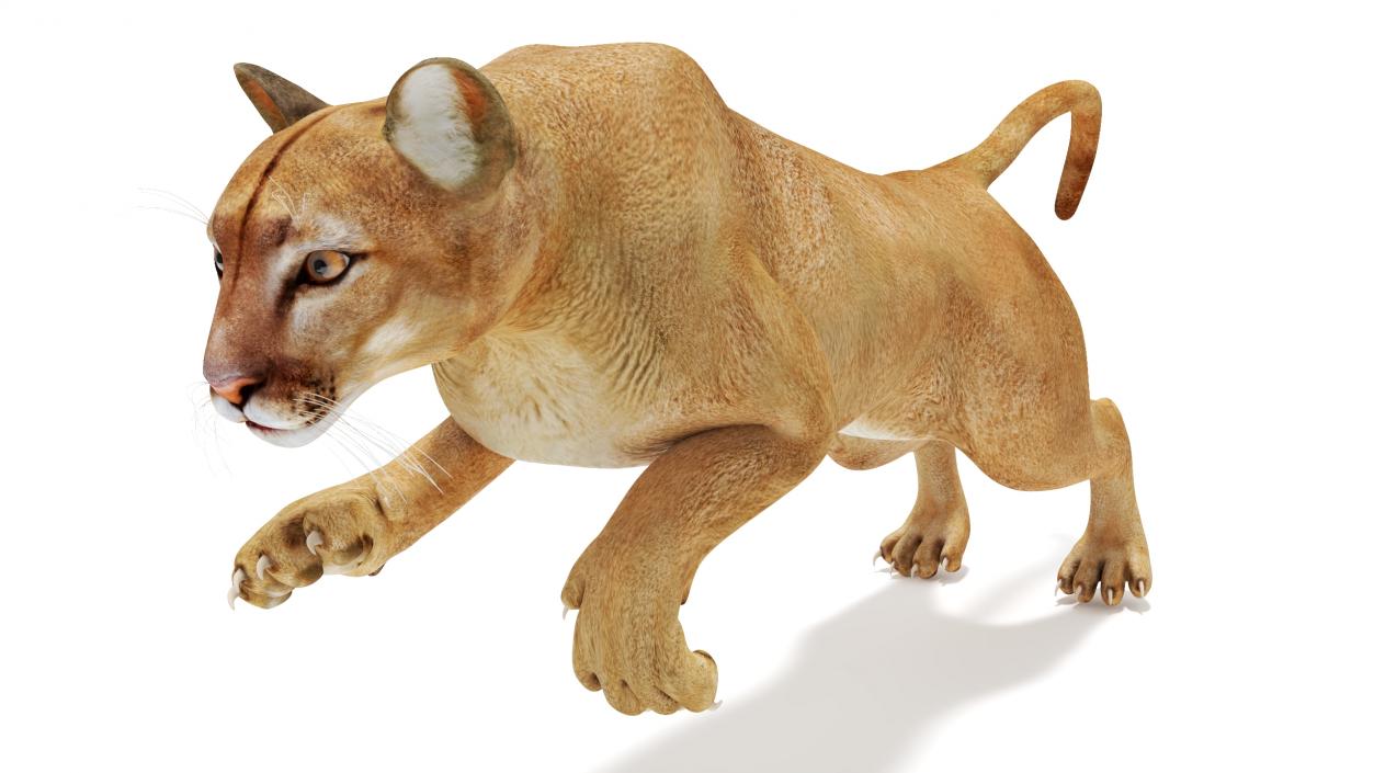 Big Cats Collection 3D model