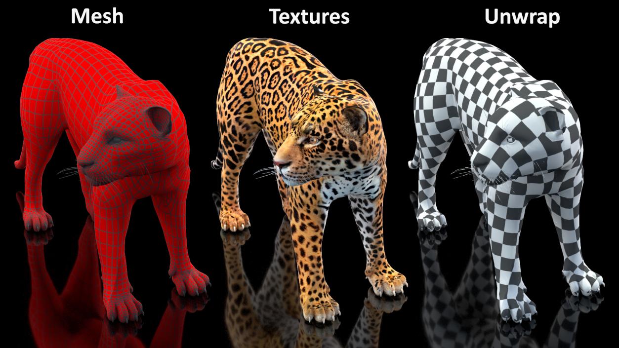 Big Cats Collection 3D model