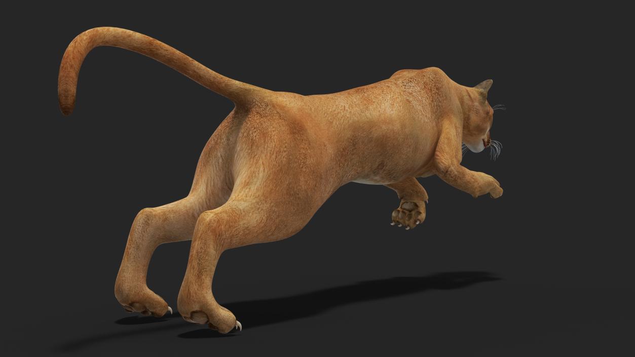 Big Cats Collection 3D model