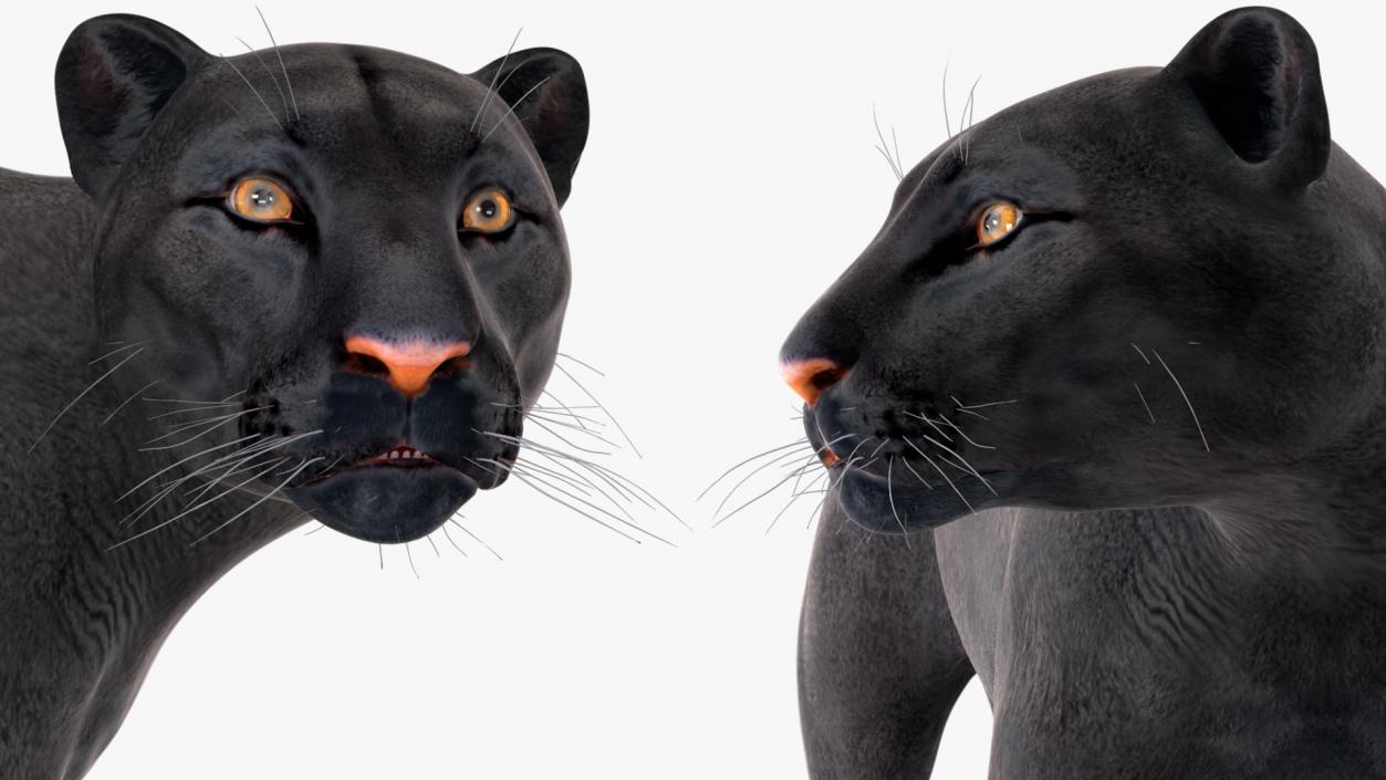 Big Cats Collection 3D model