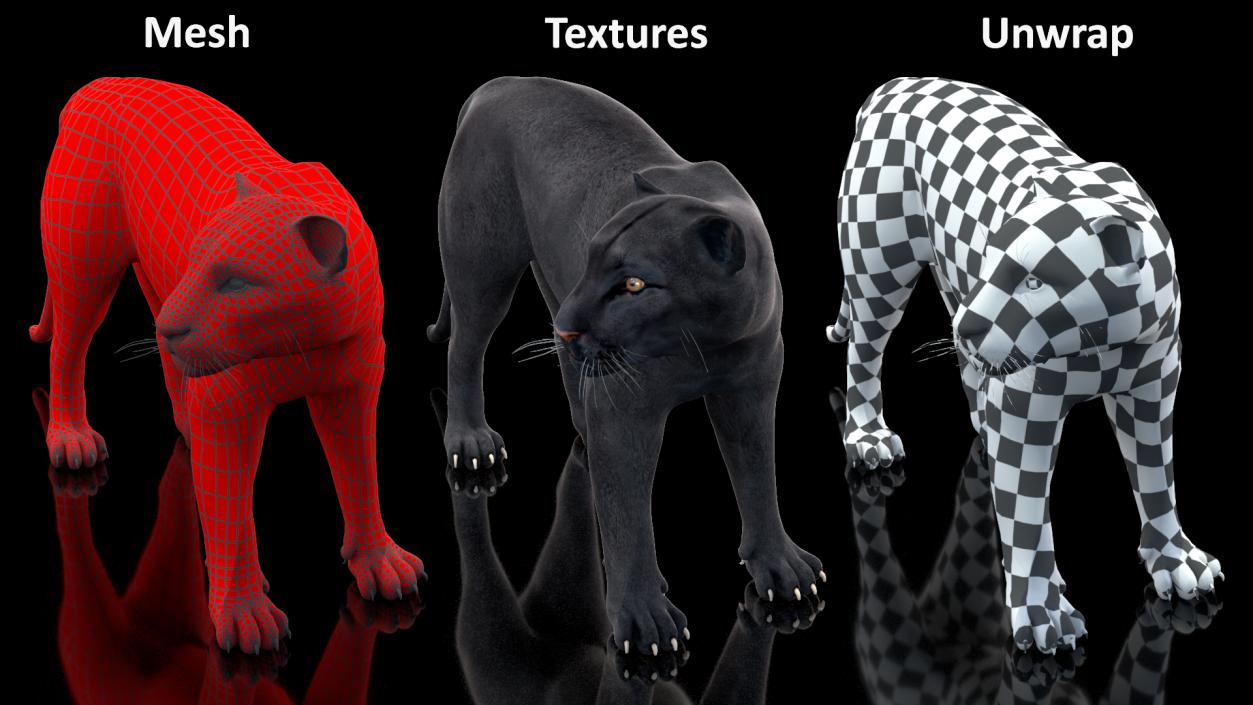 Big Cats Collection 3D model