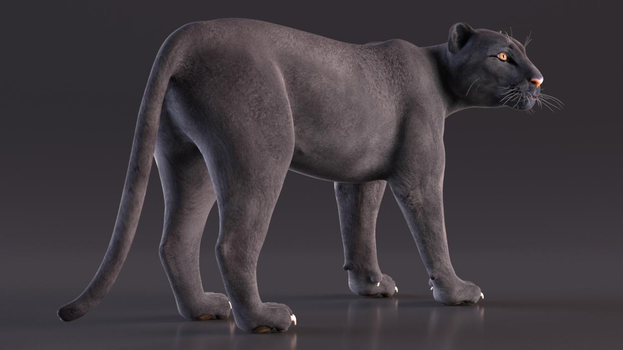 Big Cats Collection 3D model