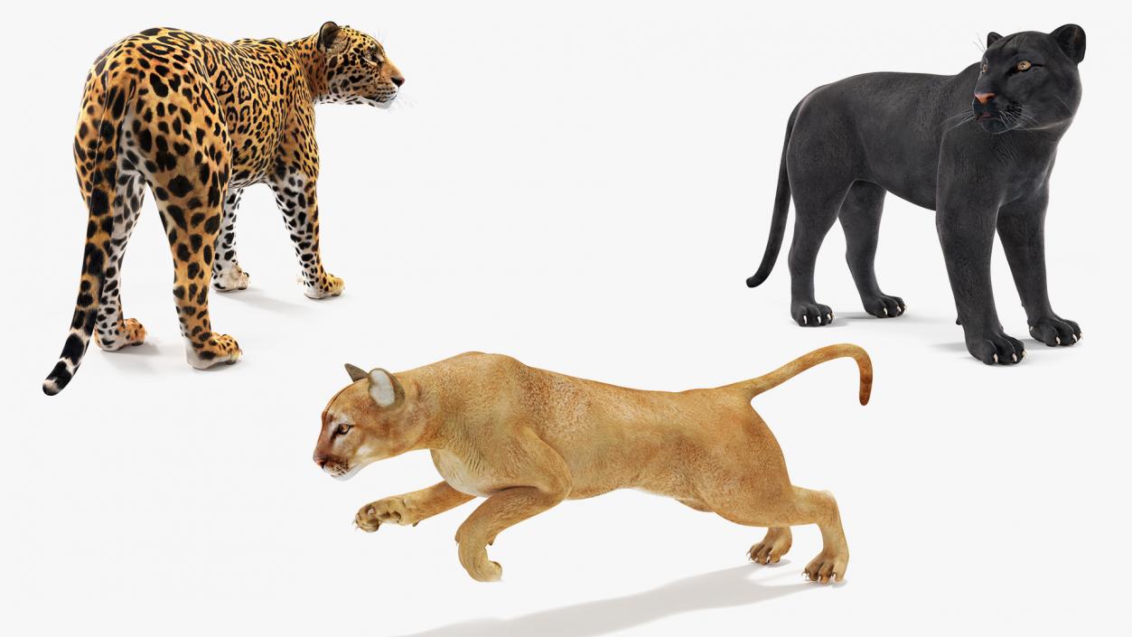 Big Cats Collection 3D model