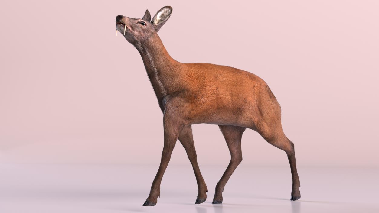 3D model Siberian Musk Deer Rigged