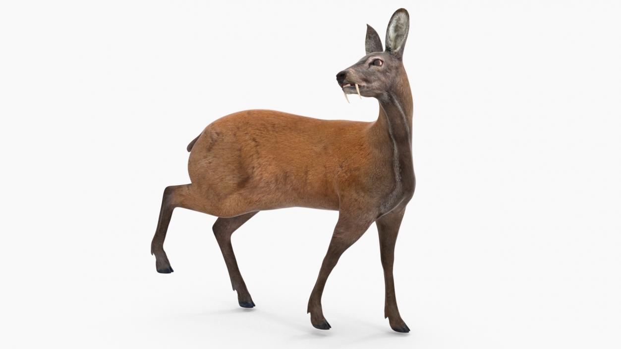 3D model Siberian Musk Deer Rigged