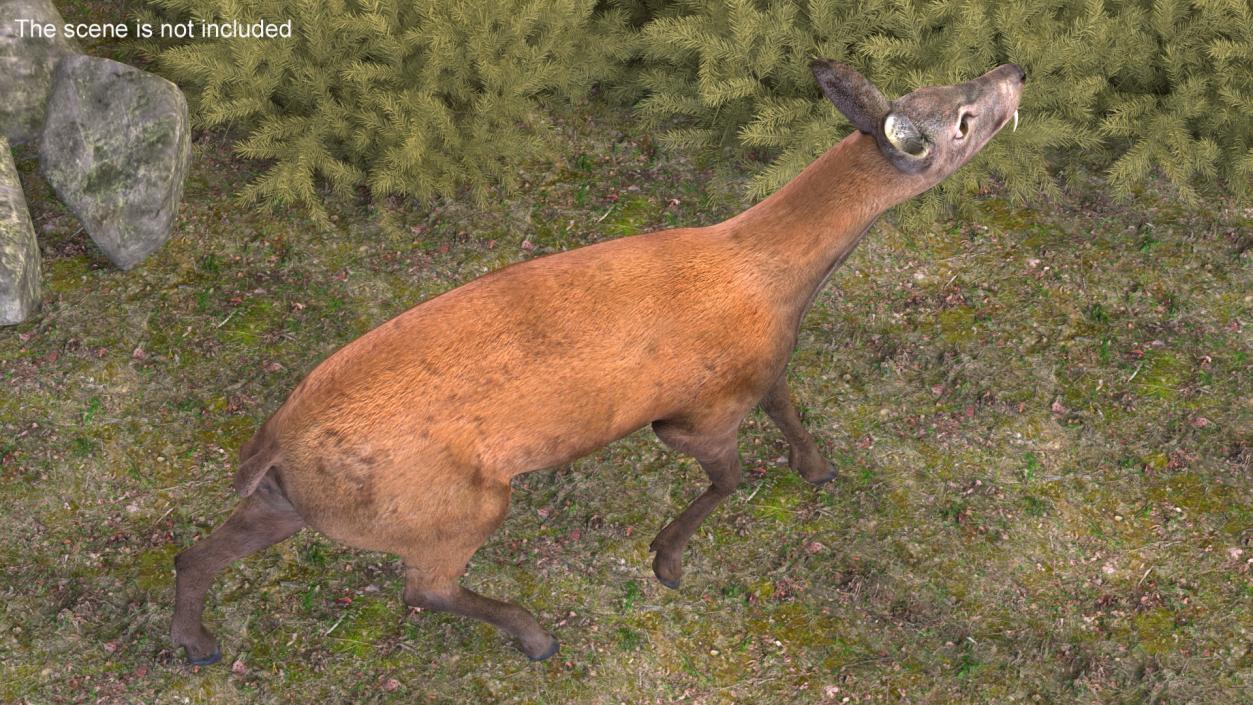 3D model Siberian Musk Deer Rigged