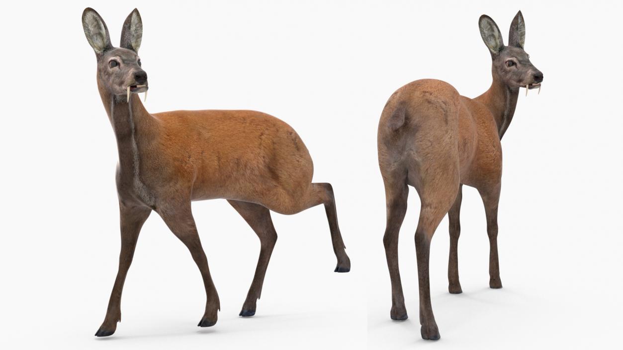 3D model Siberian Musk Deer Rigged