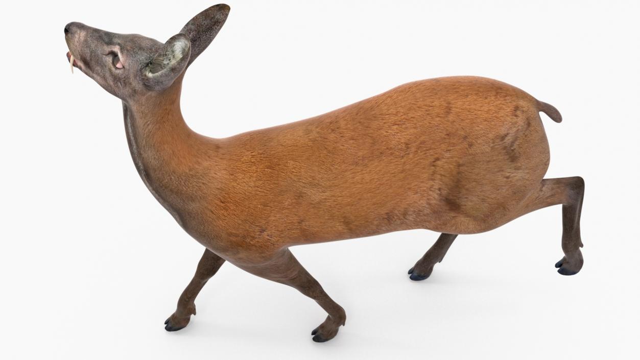 3D model Siberian Musk Deer Rigged