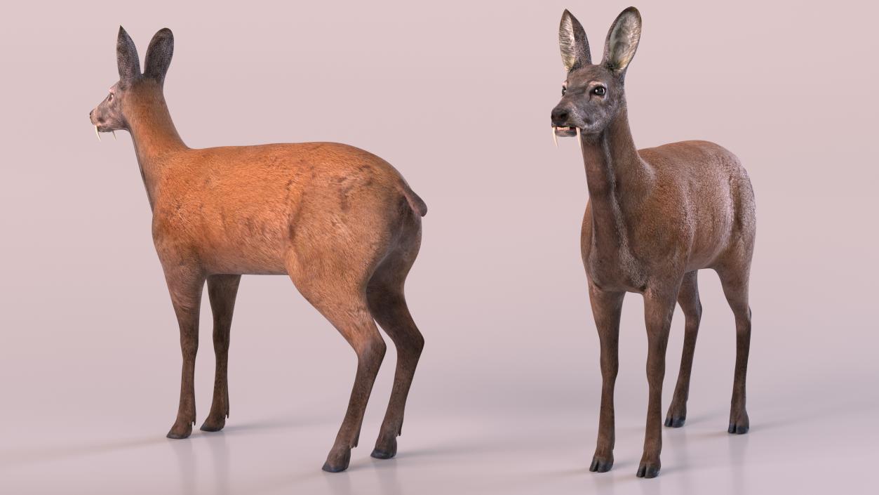 3D model Siberian Musk Deer Rigged