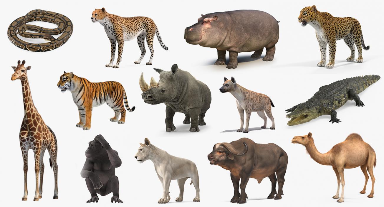 African Animals Collection 10 3D model