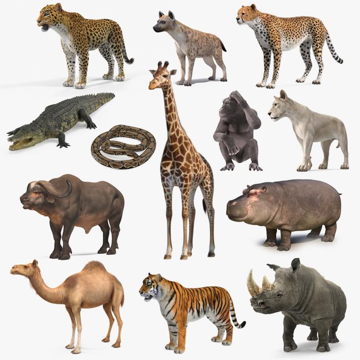 African Animals Collection 10 3D model