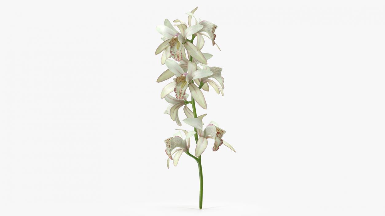 3D White Orchid Branch Fur model