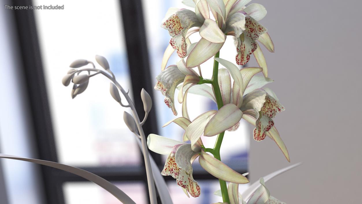 3D White Orchid Branch Fur model