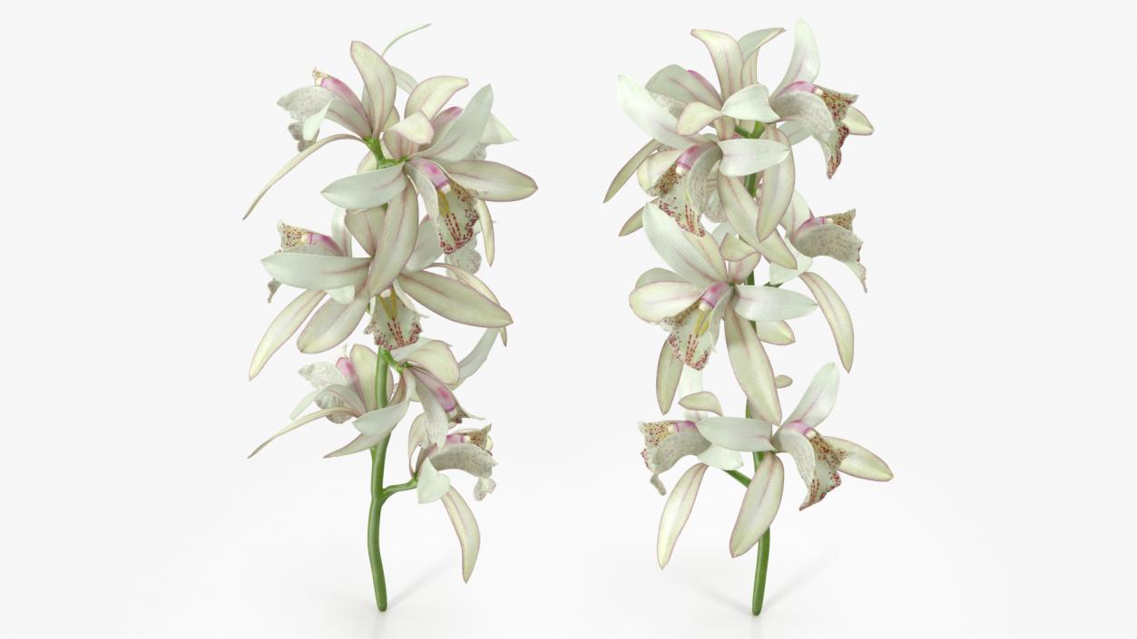 3D White Orchid Branch Fur model