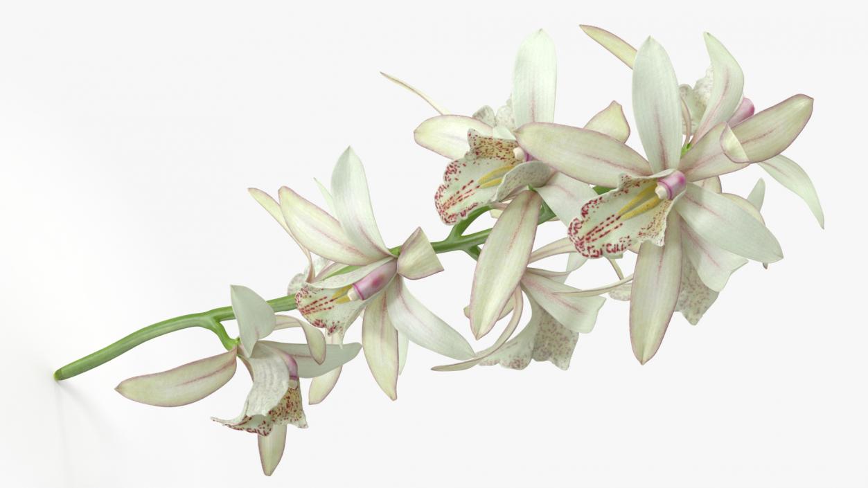 3D White Orchid Branch Fur model