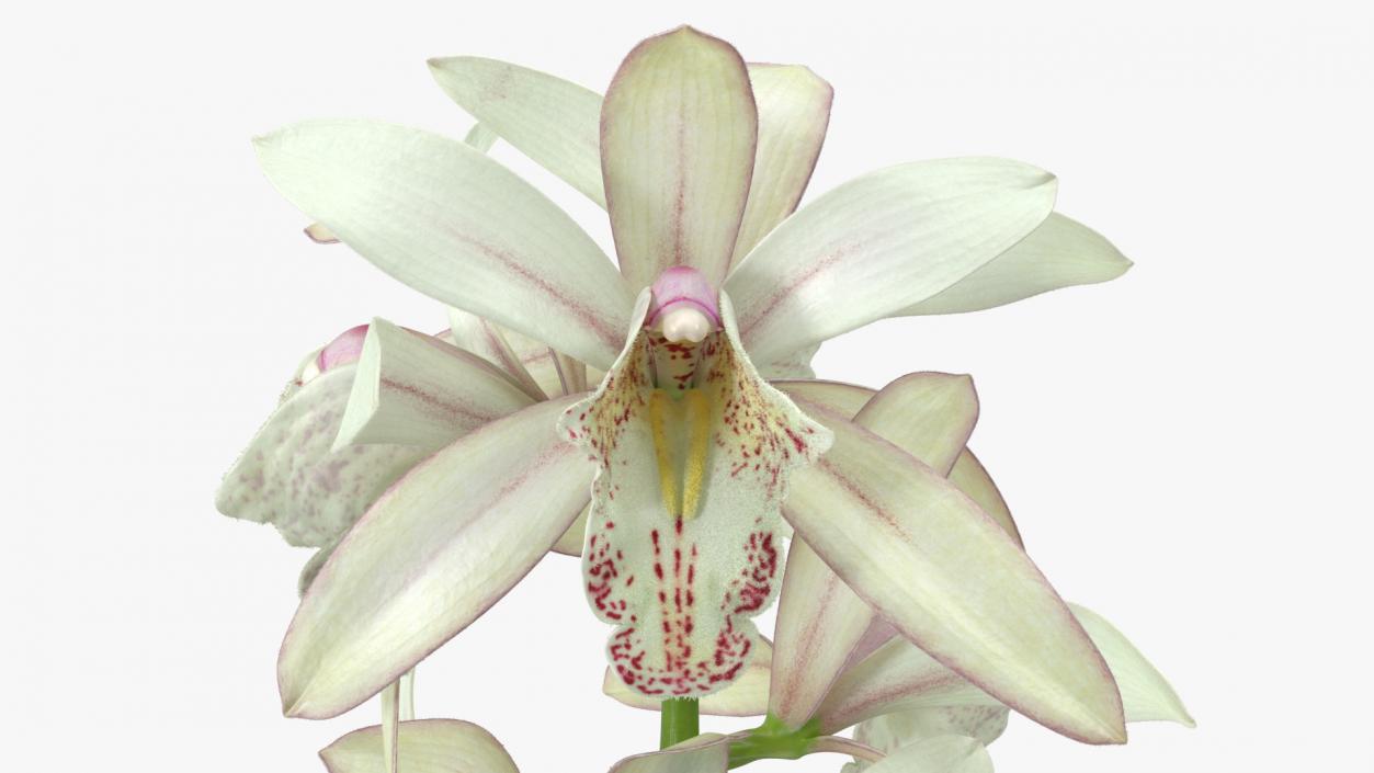 3D White Orchid Branch Fur model