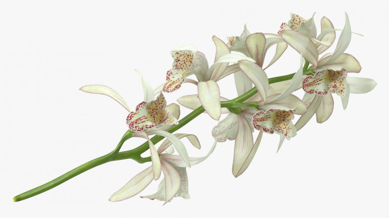 3D White Orchid Branch Fur model