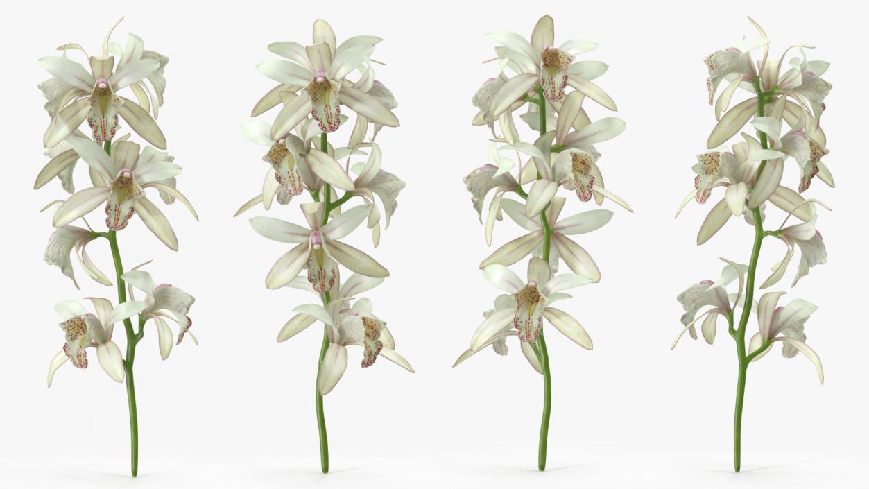 3D White Orchid Branch Fur model