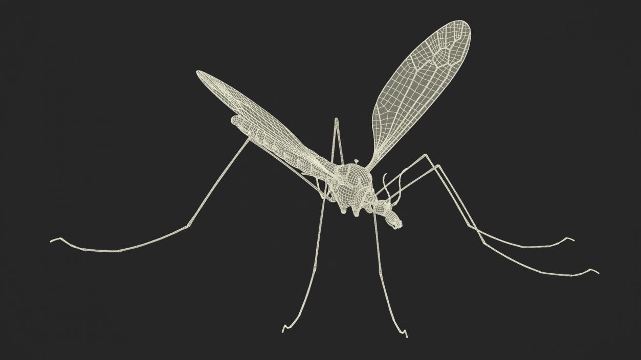 Crane Fly Mosquito Fur 3D