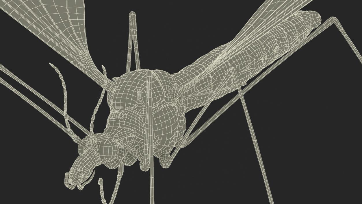 Crane Fly Mosquito Fur 3D