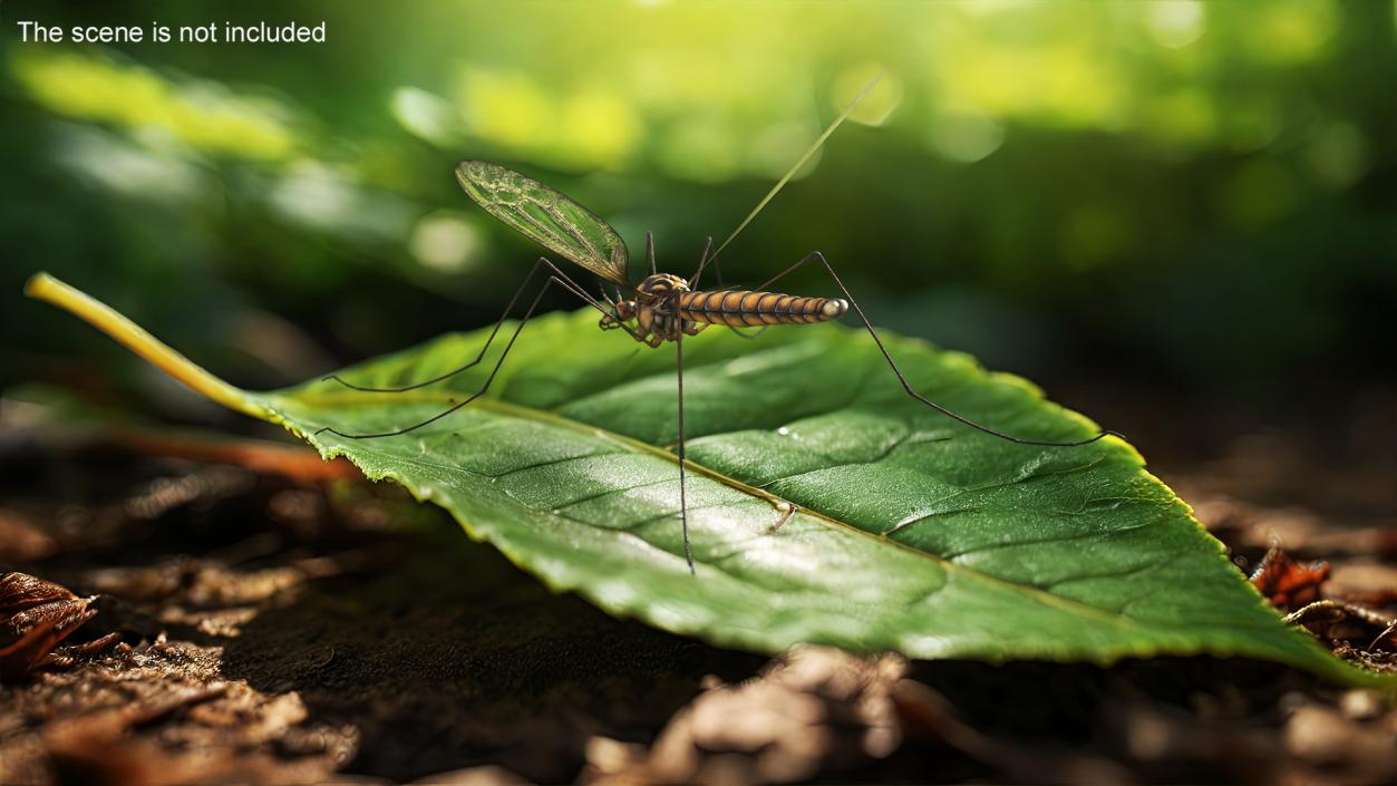 Crane Fly Mosquito Fur 3D