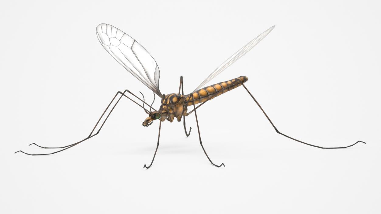 Crane Fly Mosquito Fur 3D