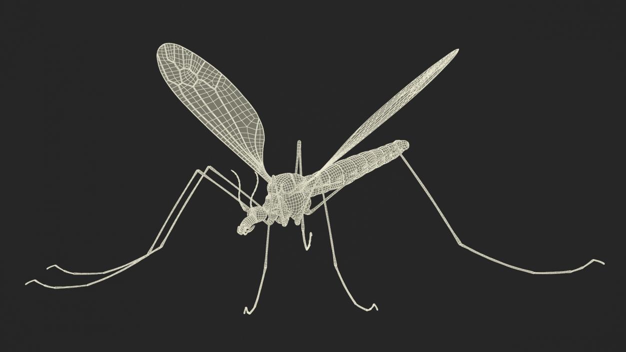 Crane Fly Mosquito Fur 3D