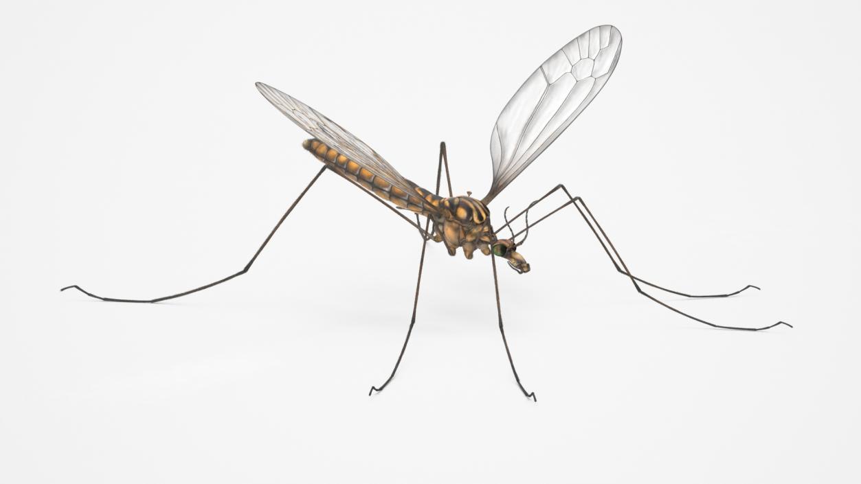 Crane Fly Mosquito Fur 3D