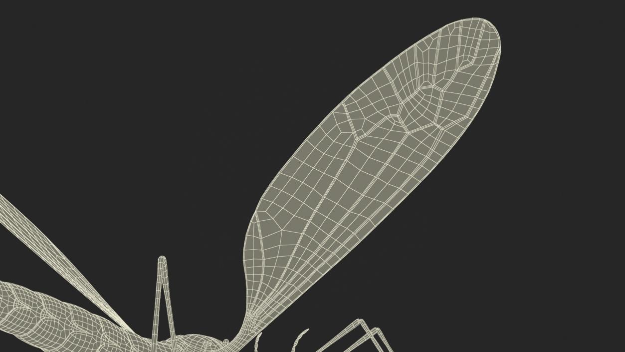 Crane Fly Mosquito Fur 3D