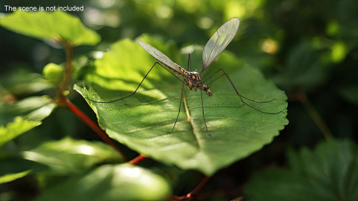 Crane Fly Mosquito Fur 3D