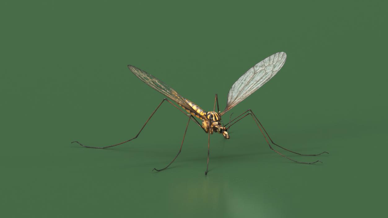 Crane Fly Mosquito Fur 3D