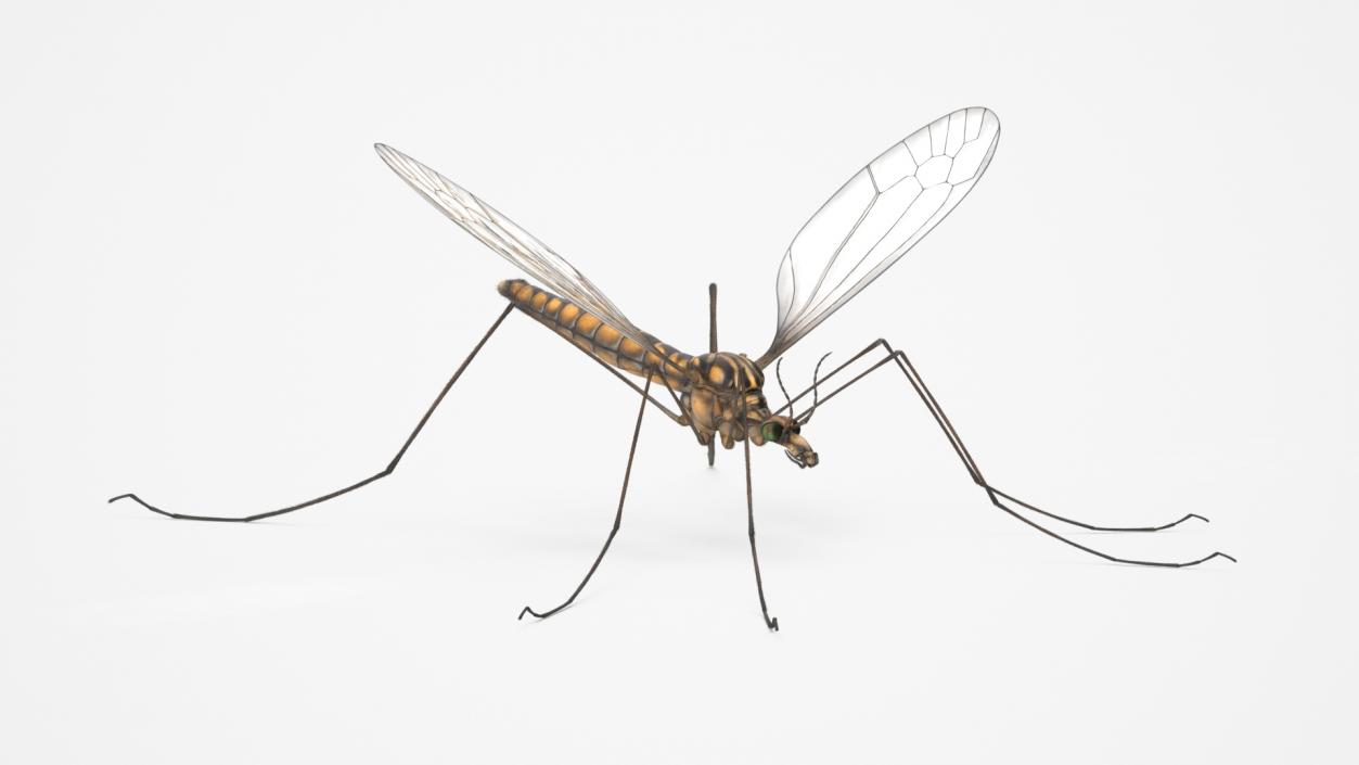 Crane Fly Mosquito Fur 3D