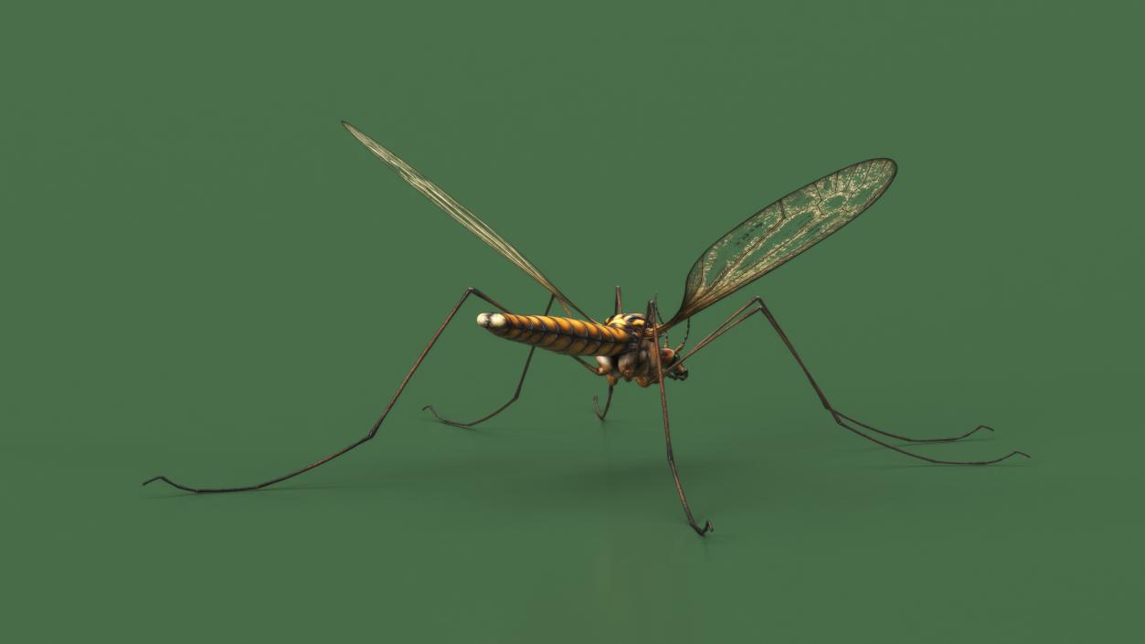 Crane Fly Mosquito Fur 3D