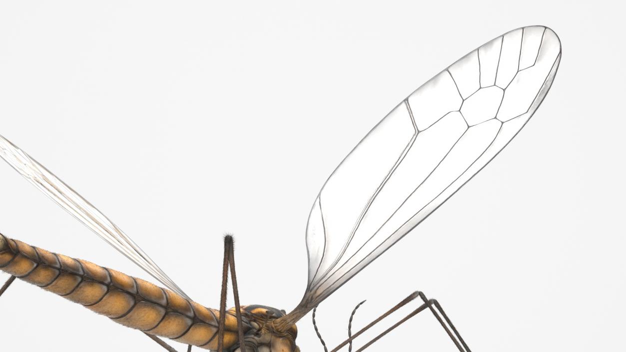 Crane Fly Mosquito Fur 3D